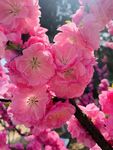 山桃花