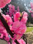 山桃花