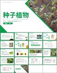 种子植物