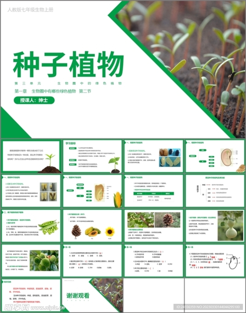 种子植物