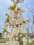 城市里的花