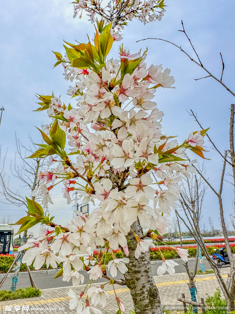 城市里的花