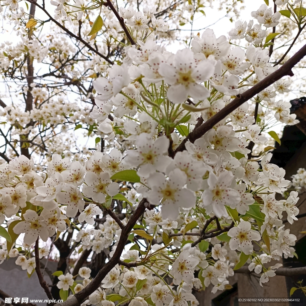 梨花