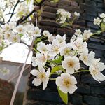 梨花