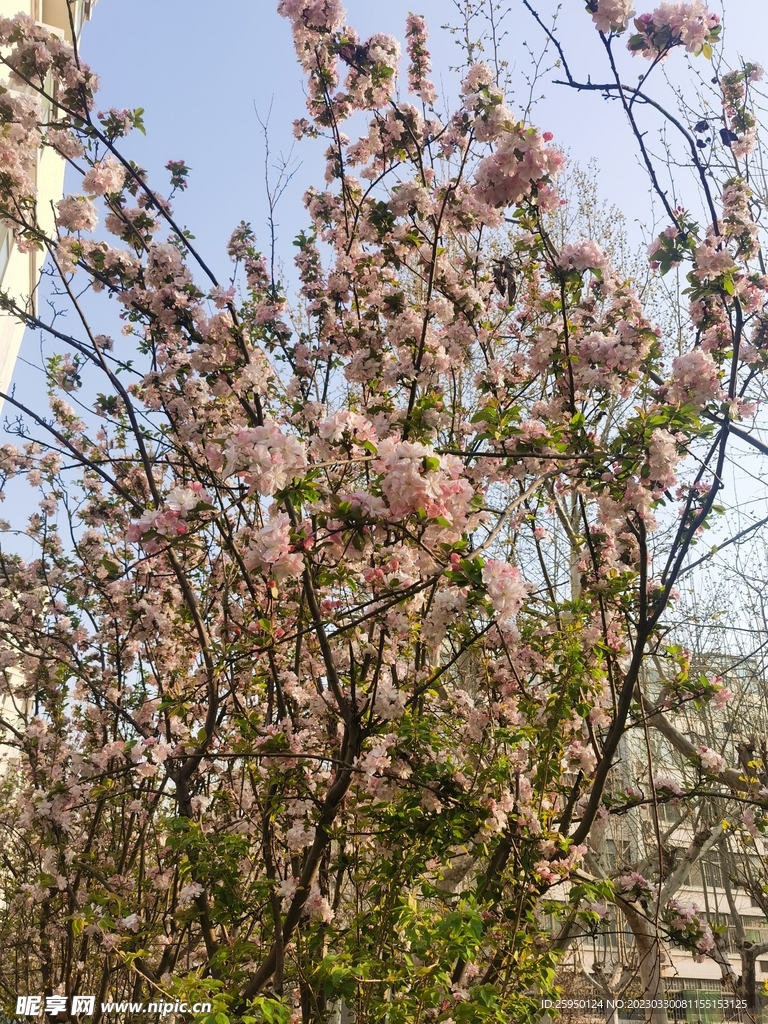  海棠花