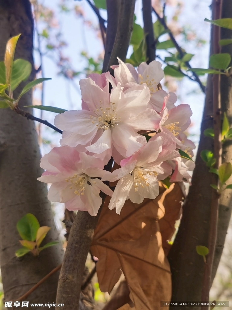 海棠花