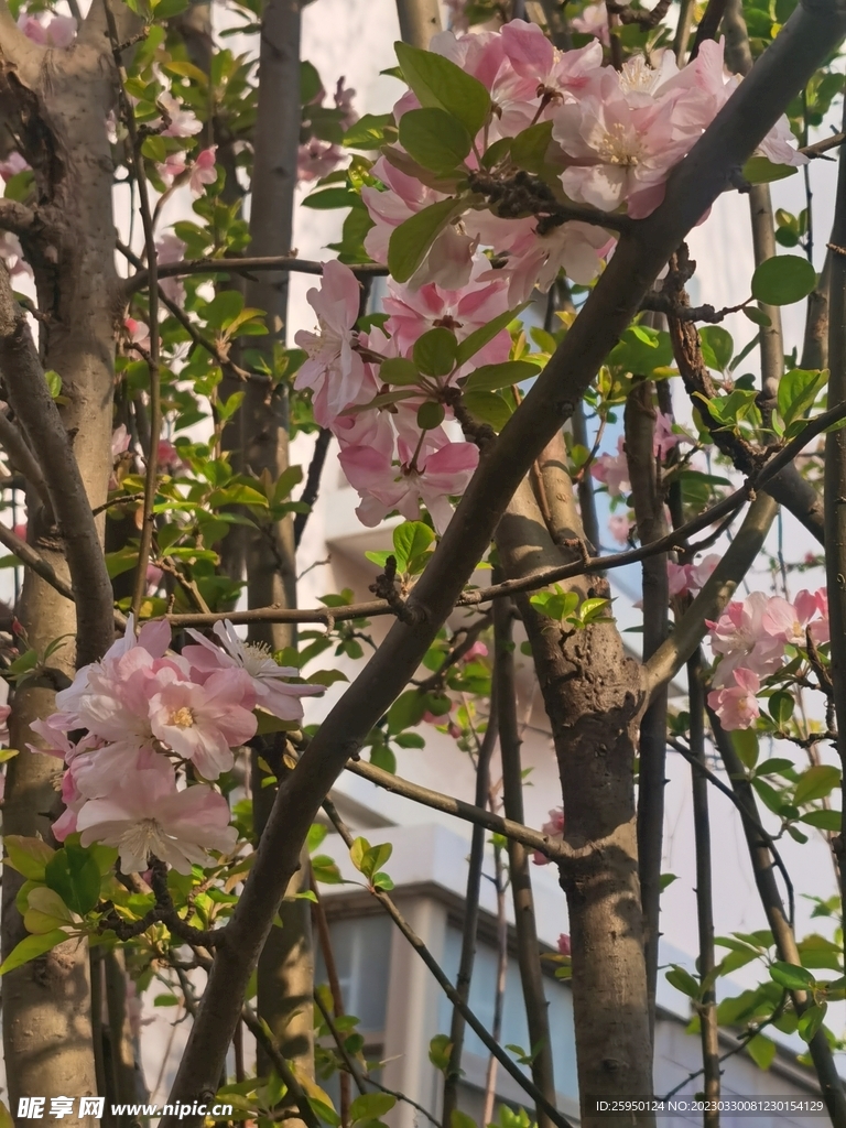  海棠花
