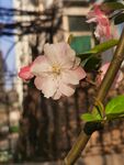 海棠花