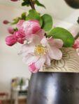  海棠花