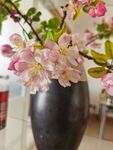  海棠花