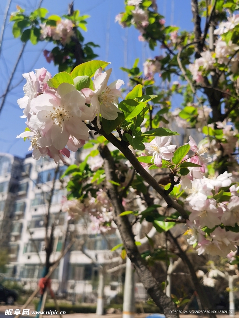 海棠花
