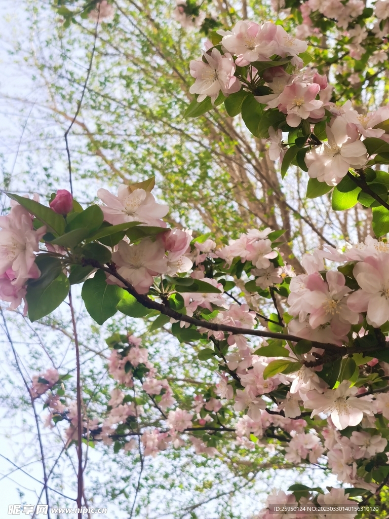 海棠花