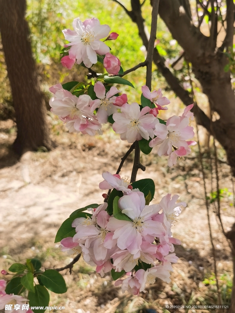 海棠花