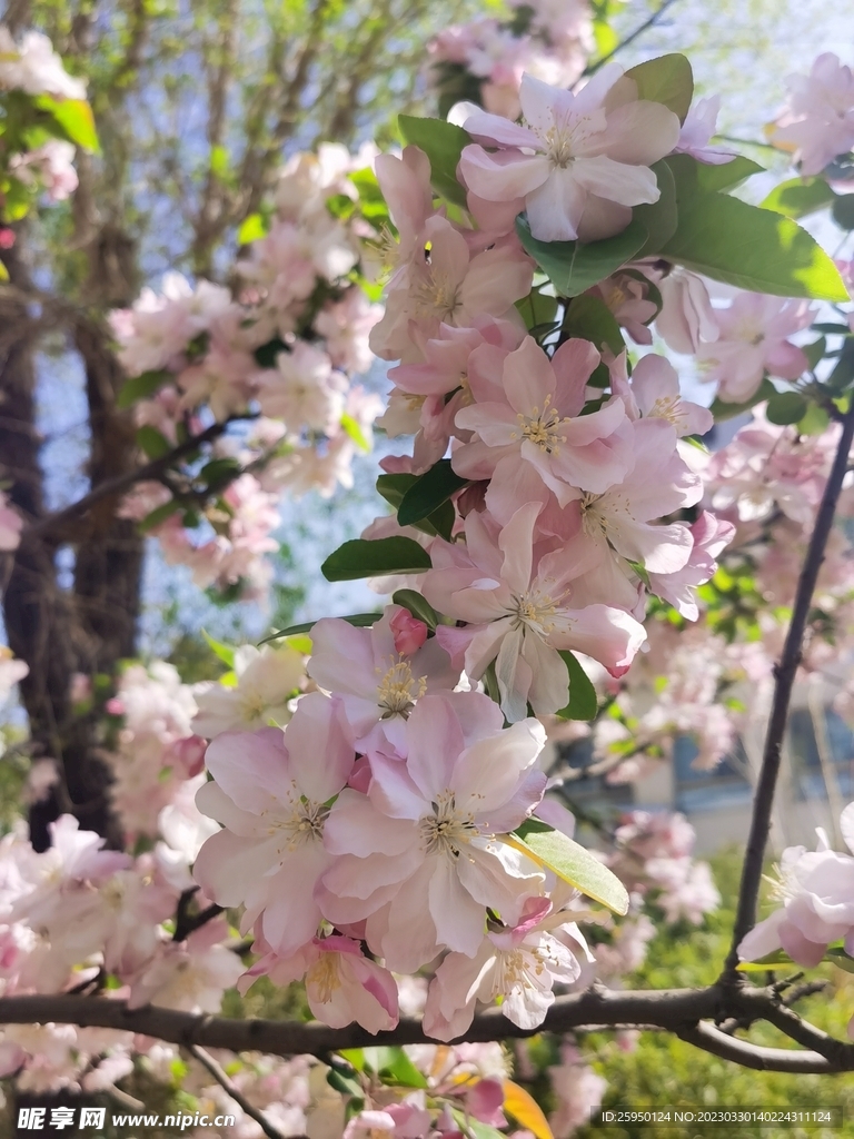 海棠花