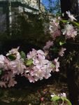 海棠花