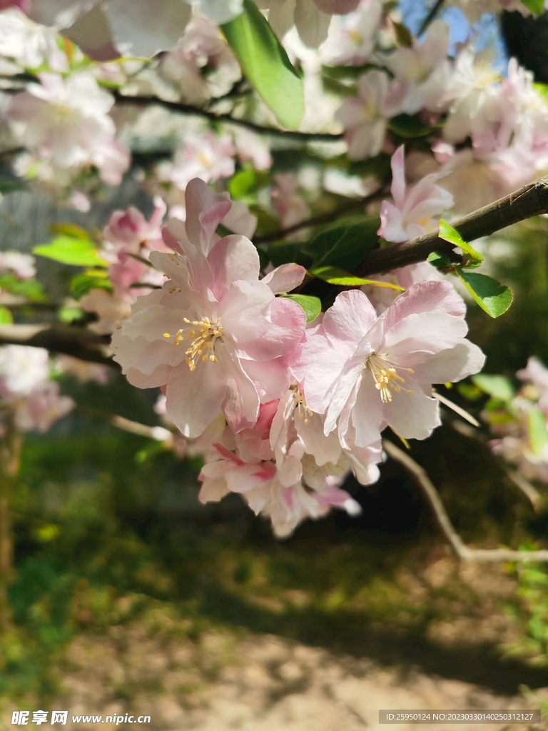 海棠花