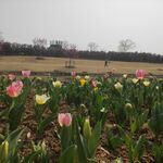 郁金香花田花卉风景