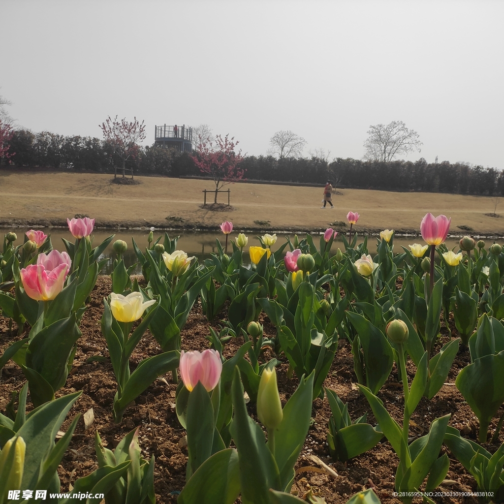 郁金香花田花卉风景