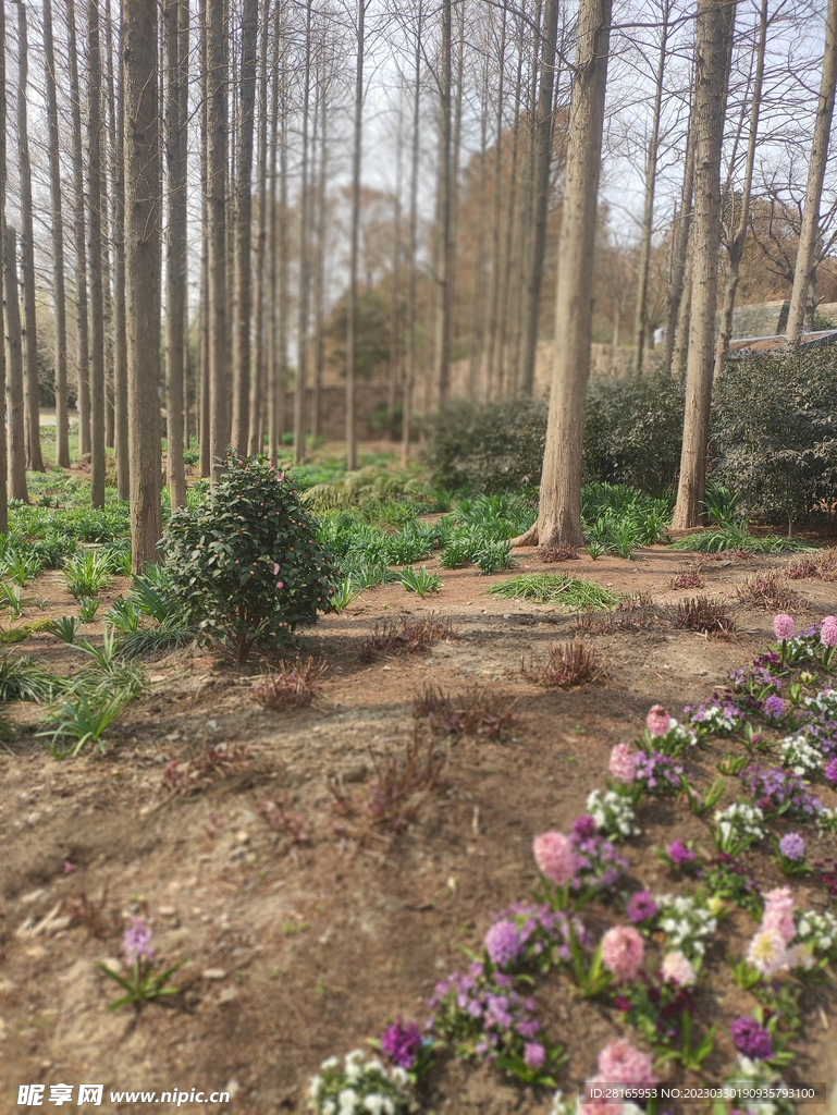 森林树木花卉童话场景