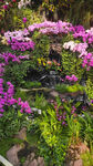 兰花风景 温室风景 观赏花卉