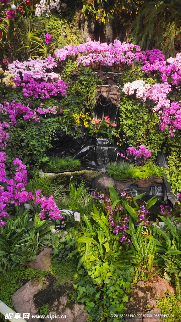 兰花风景 温室风景 观赏花卉