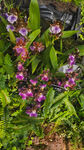 紫红兰花 观赏花卉 兰草