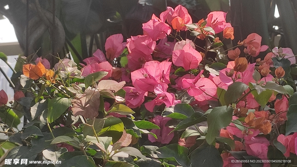 三角梅 梅花 花朵 花苞 观赏