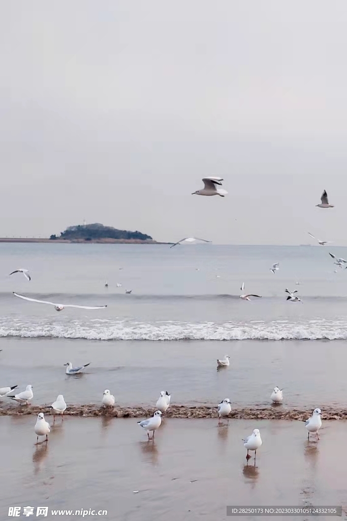 海鸥