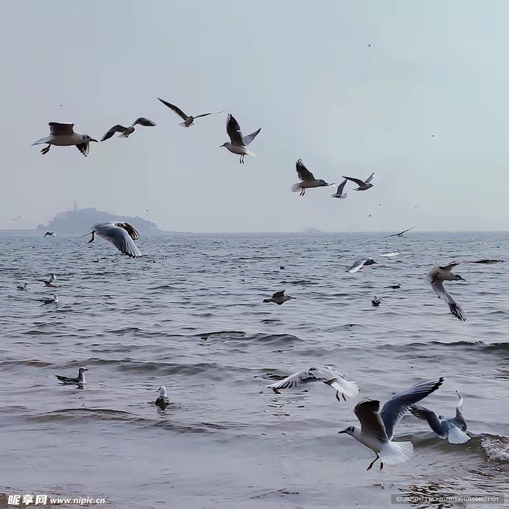 海鸥