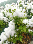 雪景
