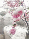 桃花雪