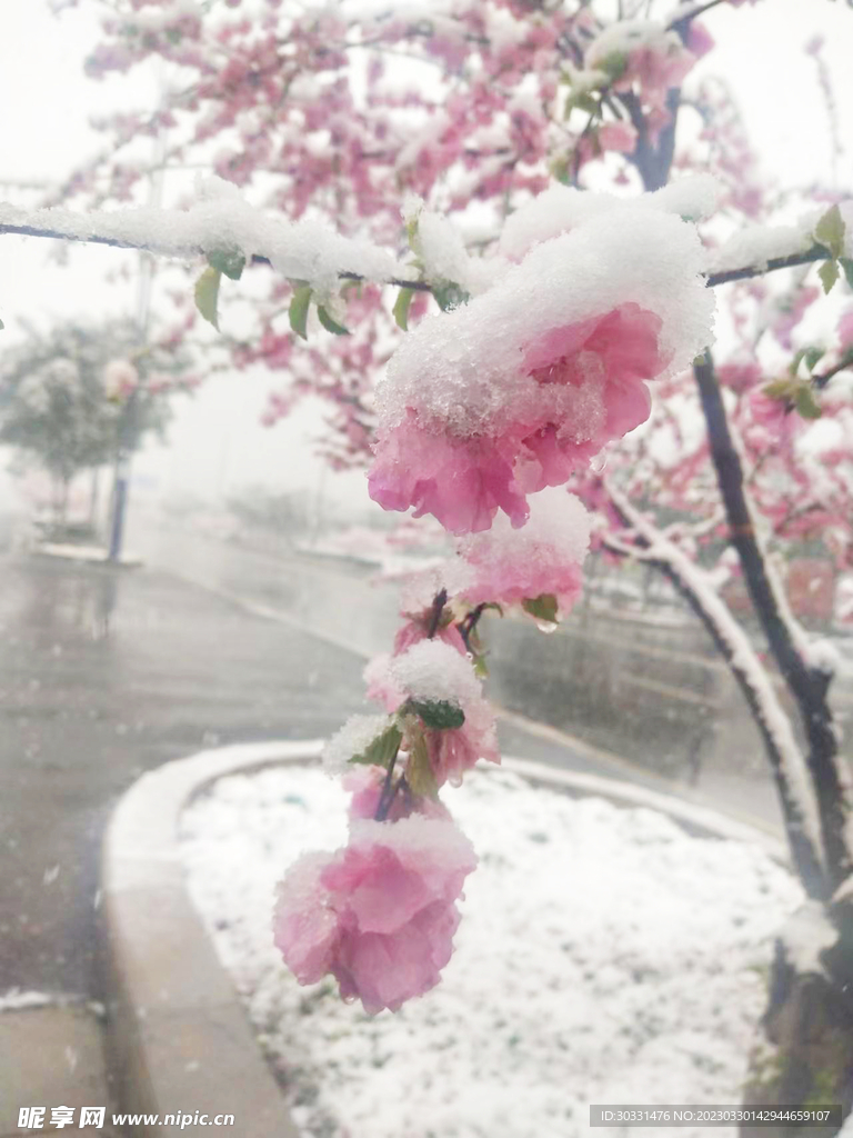 桃花雪