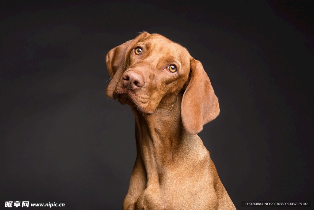宠物狗 摄影图__家禽家畜_生物世界_摄影图库_昵图网