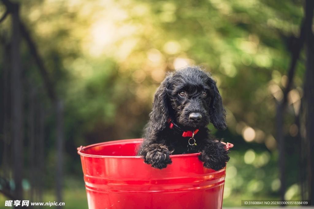 宠物狗 摄影图__家禽家畜_生物世界_摄影图库_昵享网nipic.cn