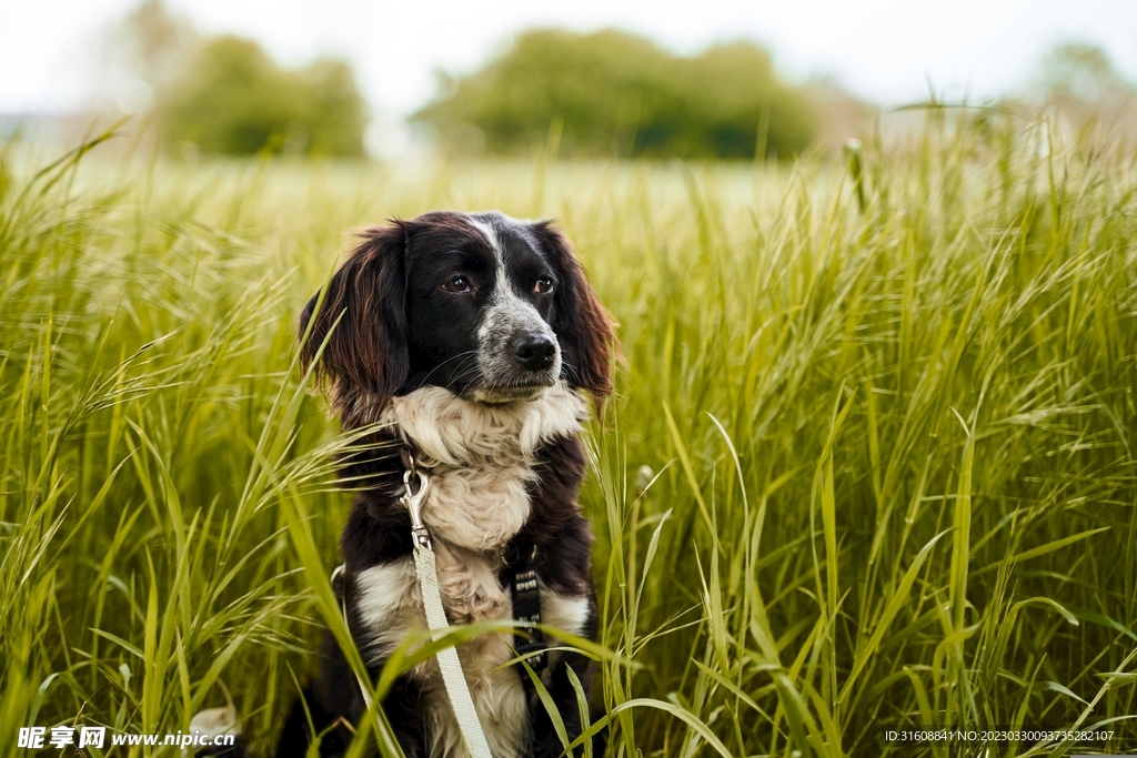 宠物狗 摄影图__家禽家畜_生物世界_摄影图库_昵享网nipic.cn