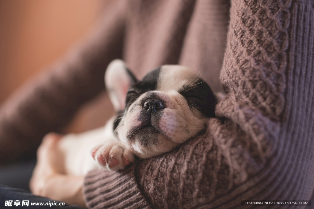 宠物狗 摄影图__家禽家畜_生物世界_摄影图库_昵图网nipic.com