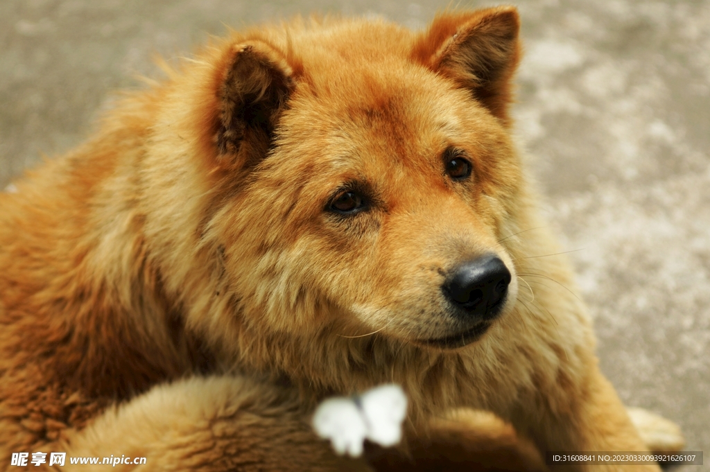 宠物狗 摄影图__家禽家畜_生物世界_摄影图库_昵图网nipic.com