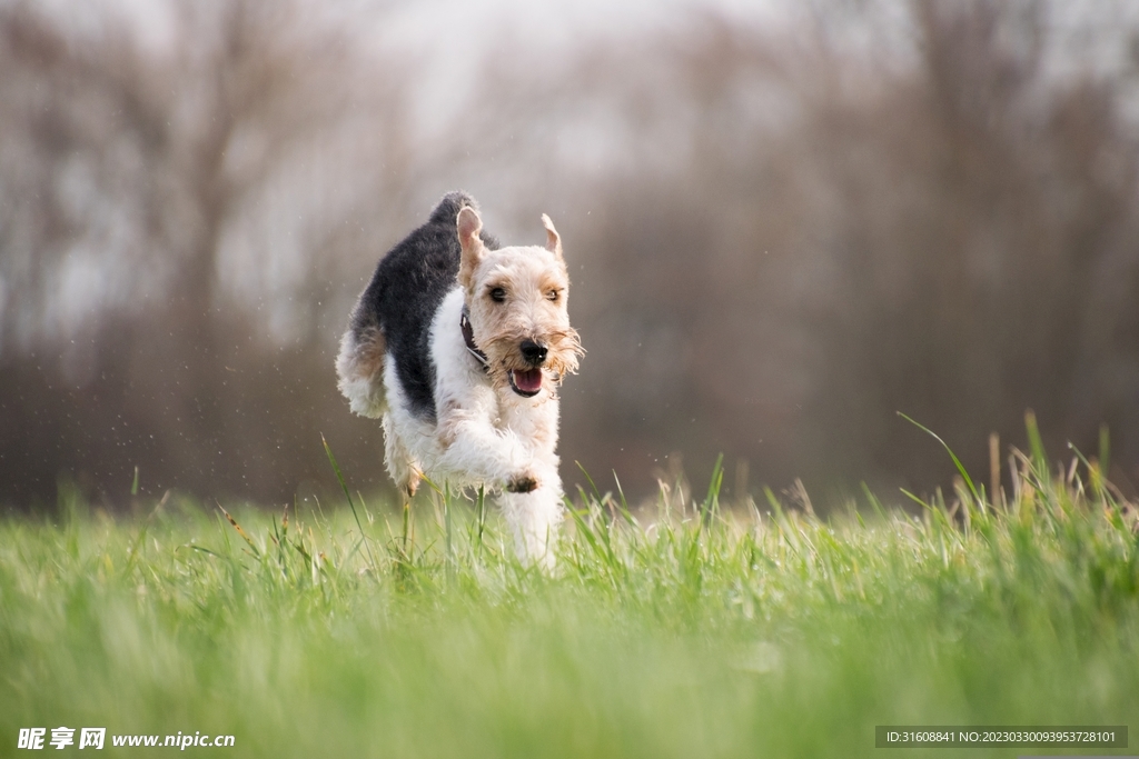 宠物狗 摄影图__家禽家畜_生物世界_摄影图库_昵图网