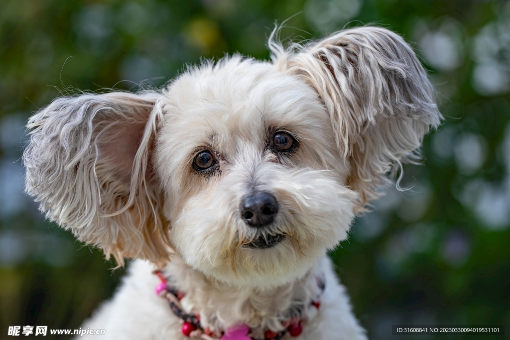 宠物狗 摄影图__家禽家畜_生物世界_摄影图库_昵图网