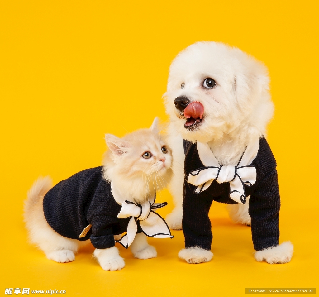 宠物狗 