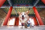 宠物狗