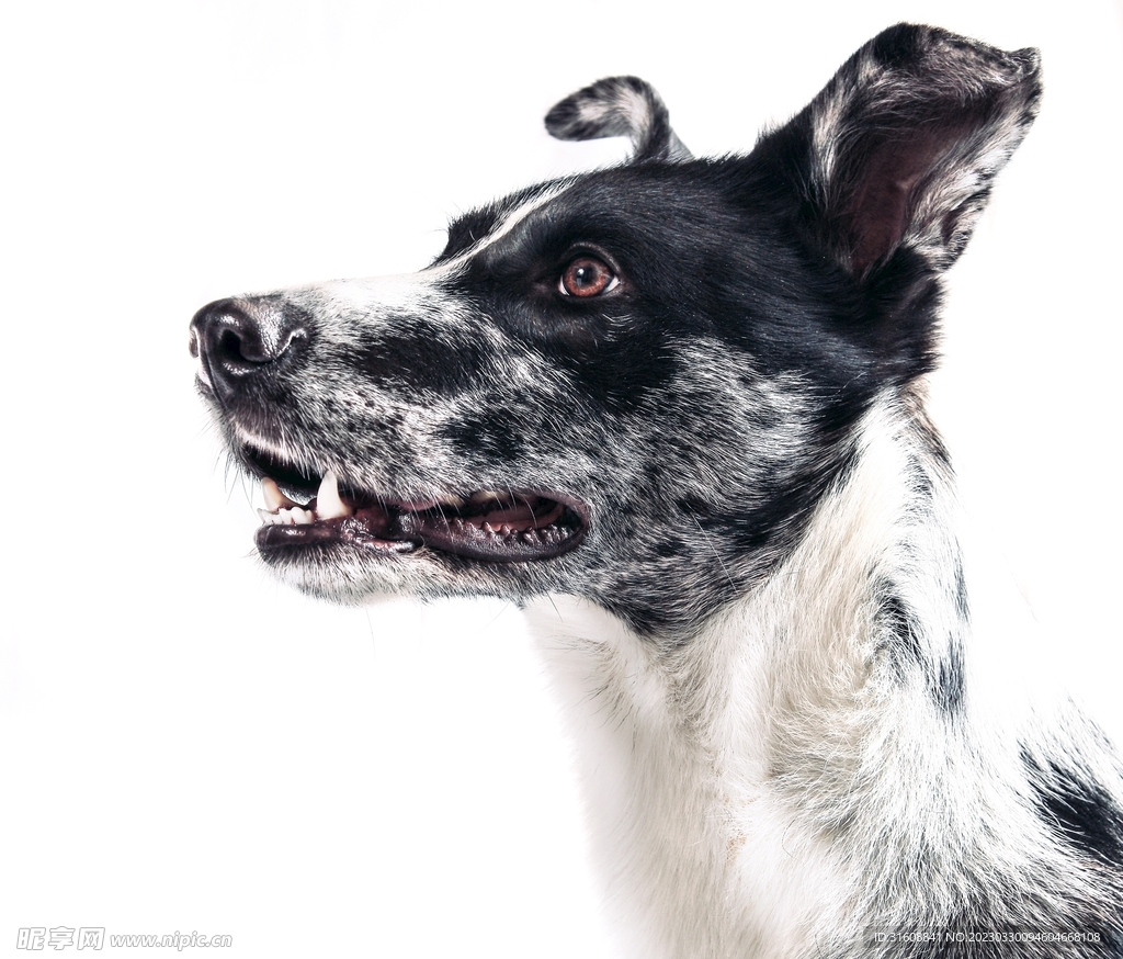 宠物狗 摄影图__家禽家畜_生物世界_摄影图库_昵图网nipic.com
