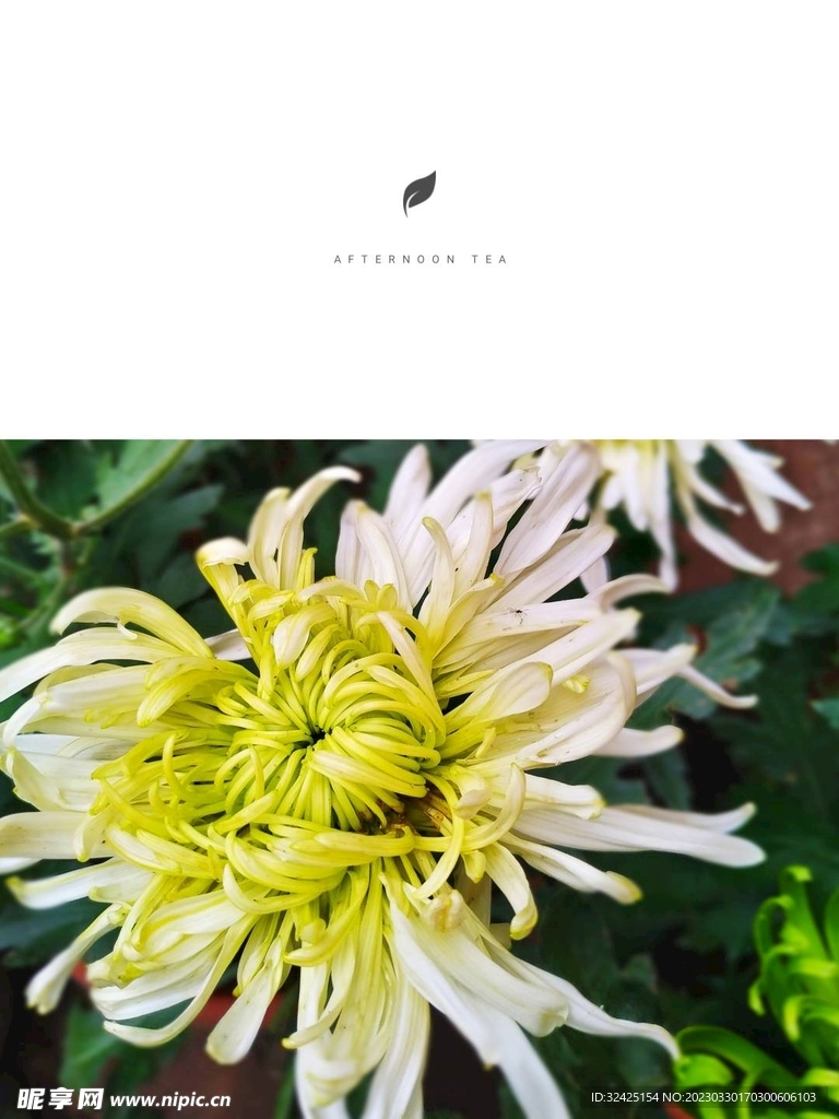 菊花摄影
