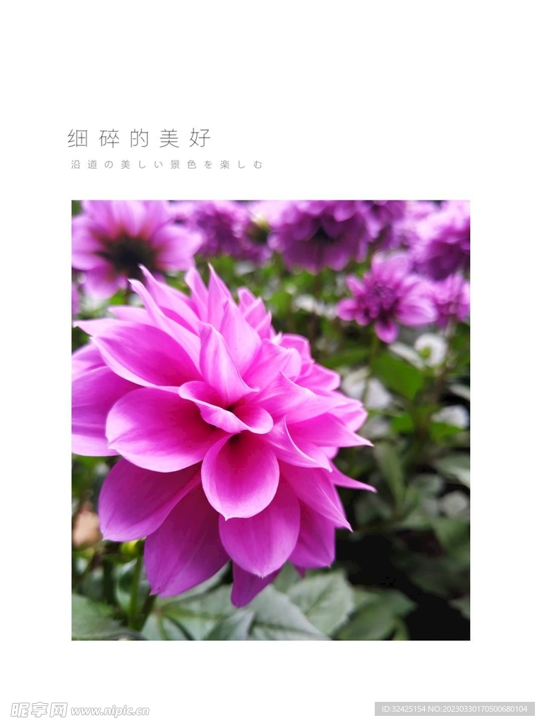 手机花花摄影