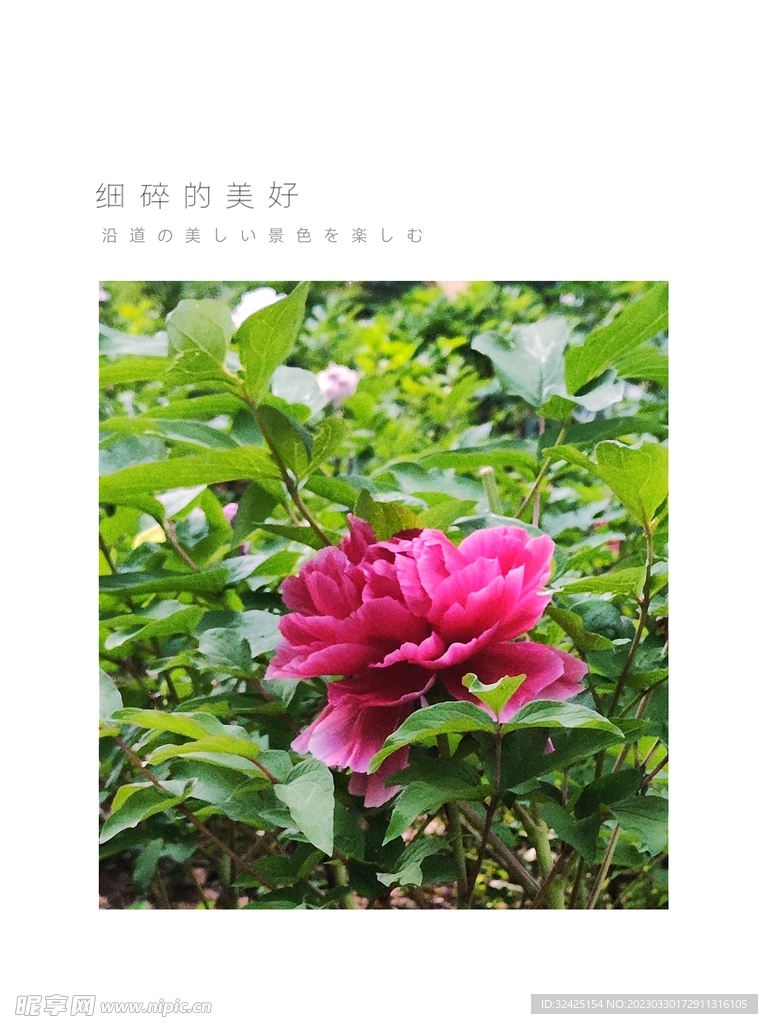牡丹花摄影  花花  植物  