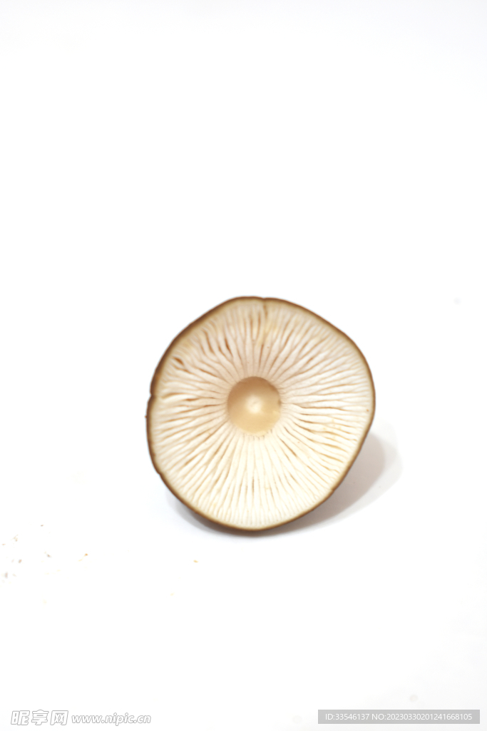 菌菇帽子