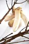 菌菇