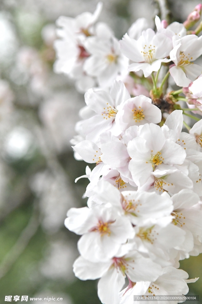樱花