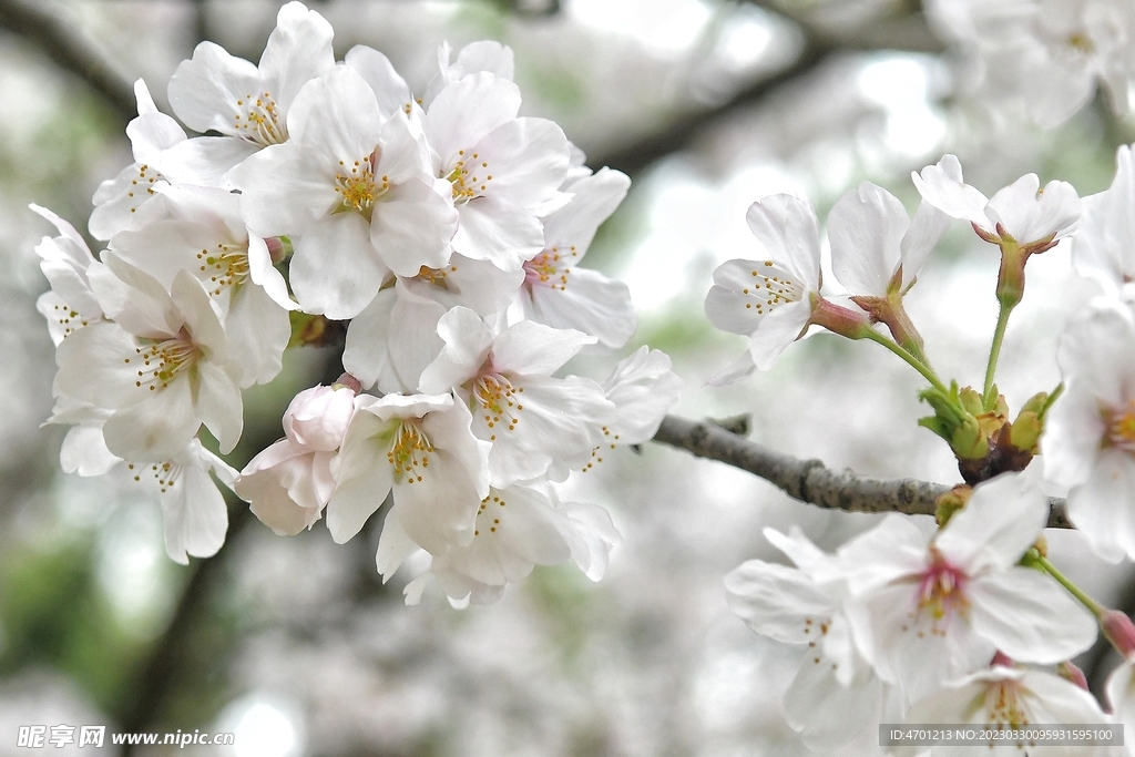 樱花