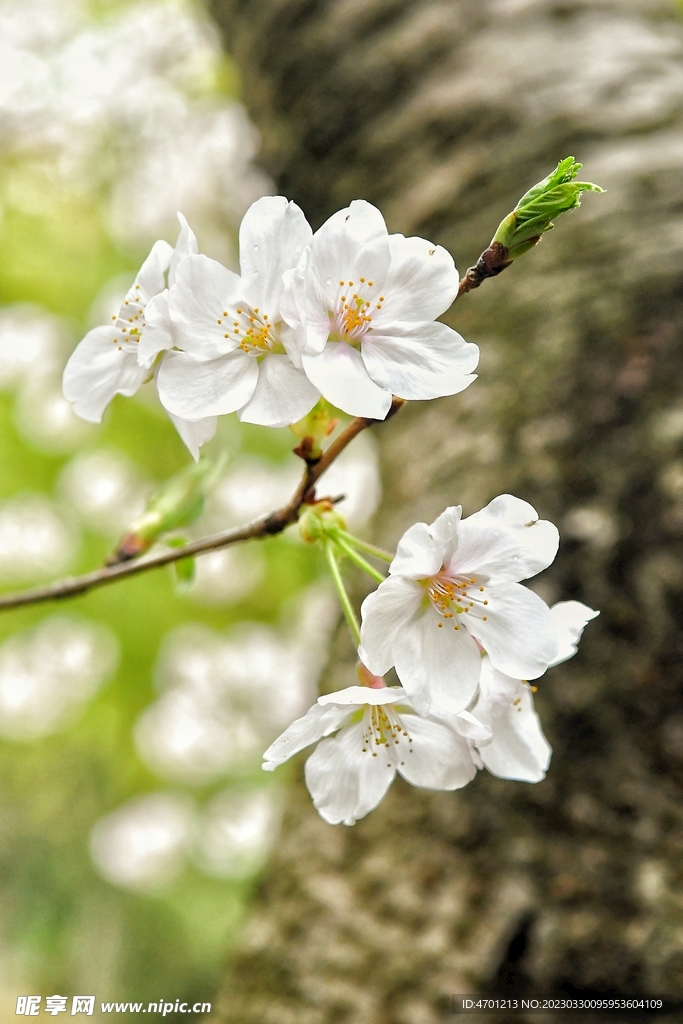 樱花